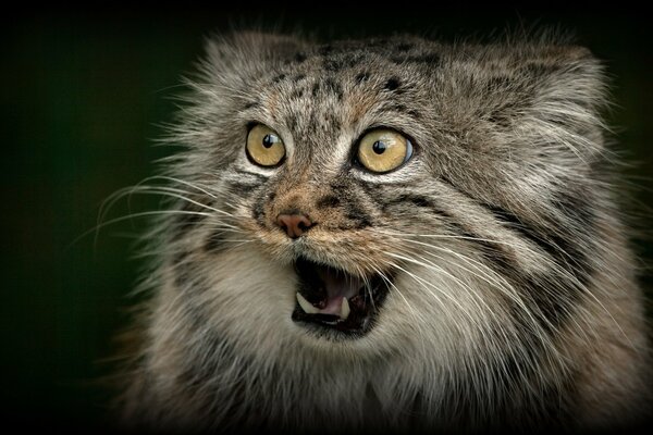 Manul surpris avec une belle laine