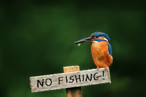 A bright and beautiful kingfisher, one of the most beautiful birds