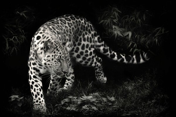 Schwarz-Weiß-Foto des Leopardenräubers