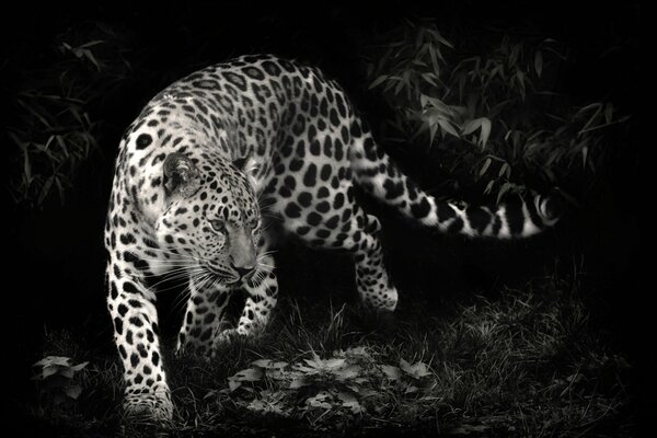 Foto en blanco y negro de un depredador leopardo