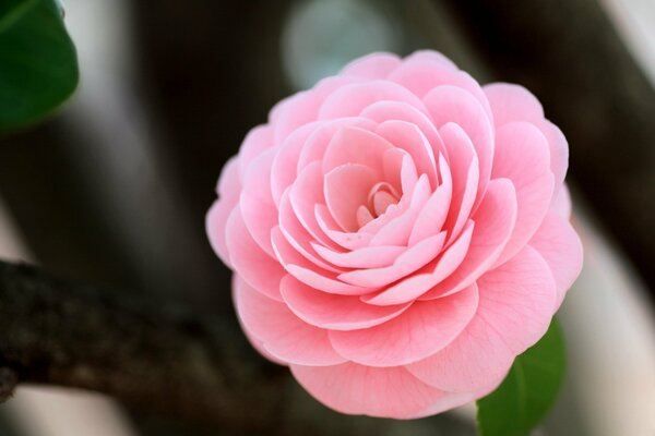 Różowy kwiat, który nazywa sięsch kamelich