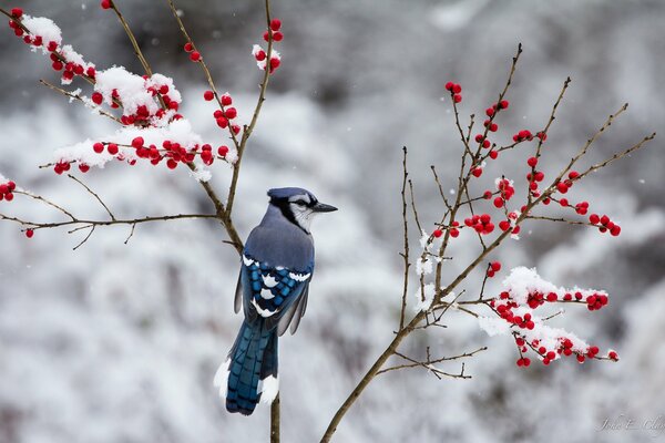 Eichelhäher auf einem Ast mit roten Beeren im Winter