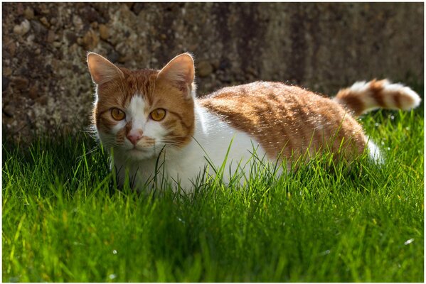 Бело-рыжий кот прячется в зеленой траве