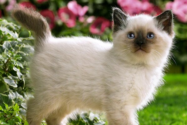 Gattino che cammina nel giardino estivo