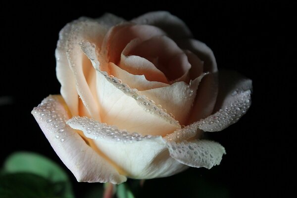 Cremige Rose mit Tau auf Blütenblättern