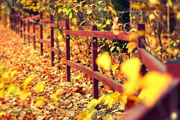 Yellow leaves and trees near the fence