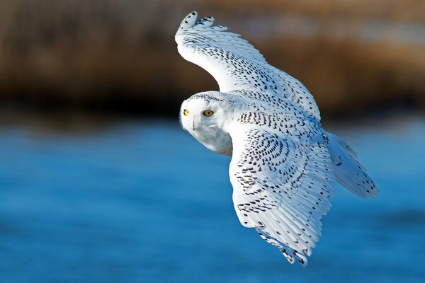 Gufo polare bianco con ali spiegate in volo