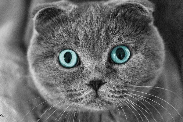 Escocés azotado gatos con hermosos ojos