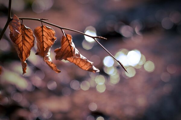 Fotografía macro de hojas secas de otoño