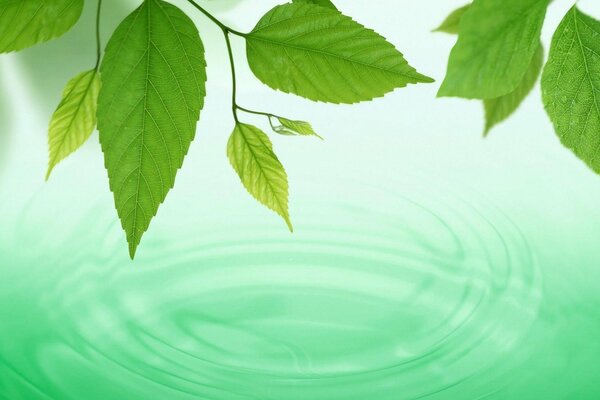 Young leaves on a green background