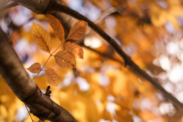 Feuilles jaunes sur fond flou