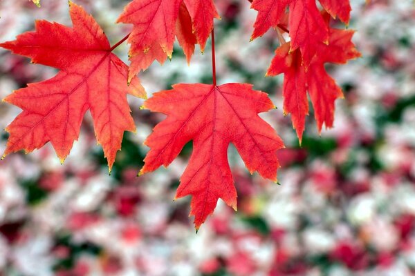 Macro photography of maple leaves