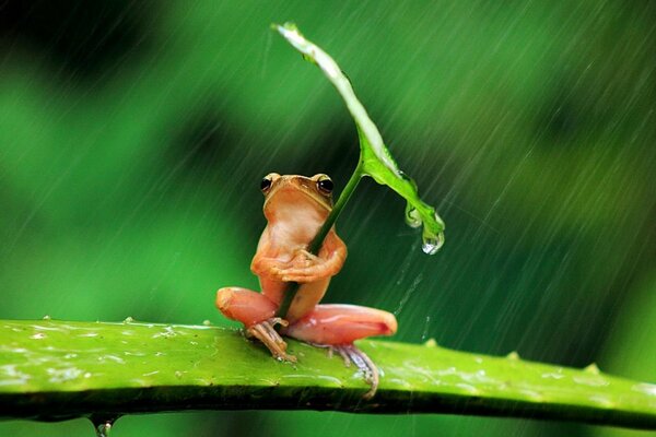 A red frog sits on an aloe branch holding a green leaf in its paws, hiding under it from the rain