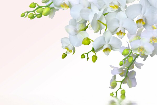 Грозди белой орхидеи над водой