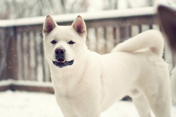 Dog husky on white snow