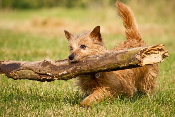 Ein kleiner Hund trägt einen Baumstamm