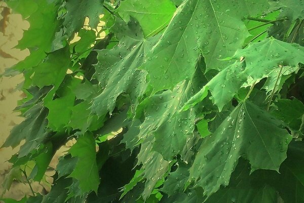 Maple leaves in raindrops