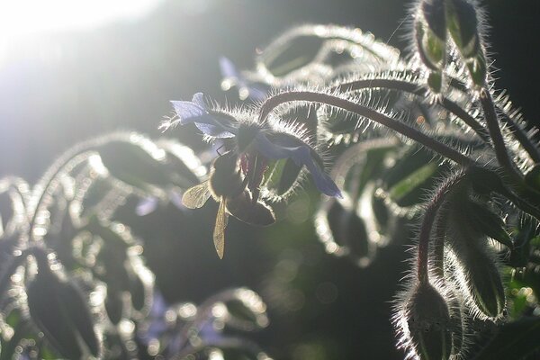 Abeille sur l herbe duveteuse, coucher de soleil