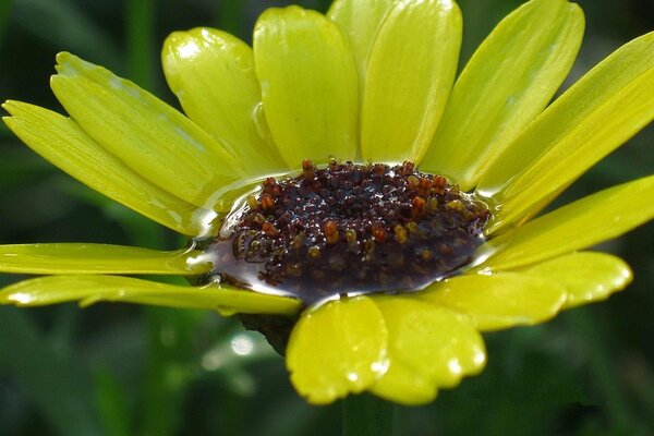 Fiore giallo dopo la pioggia