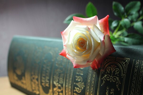 Biało-czerwona róża na książce