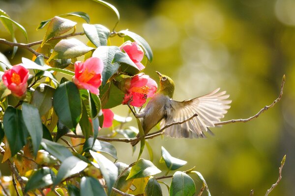 The bird flies among the branches with pink flowers