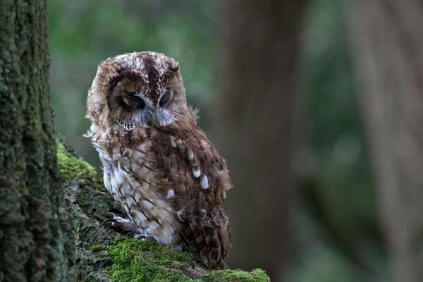 An owl sits on a mossy trunk in a dark forest