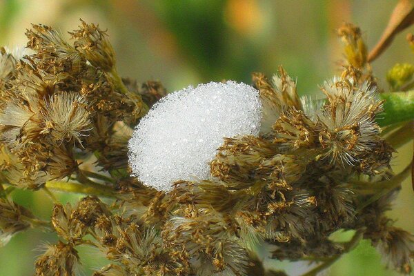 Vara de oro común, deshielo de nieve