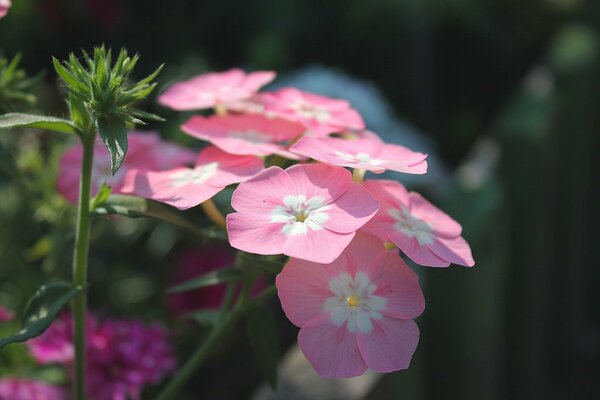 Phlox rosa bajo el sol