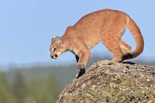 Young cougar getting ready to jump off a cliff