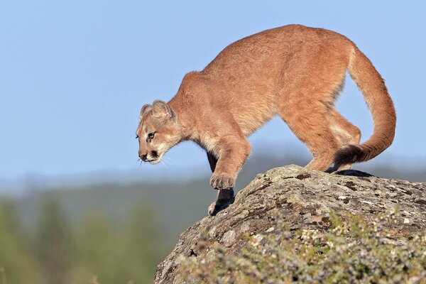 Joven Cougar se prepara para saltar desde un acantilado