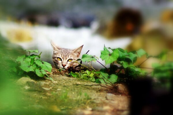 Un gato gris se esconde detrás de un árbol con hojas verdes