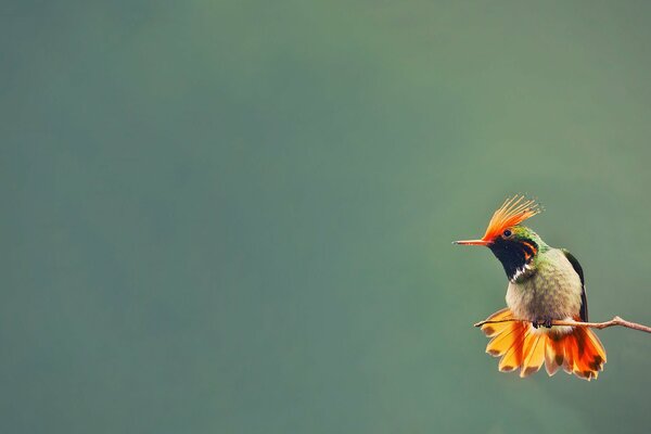 Un pájaro con plumaje brillante se sienta solo en una rama delgada