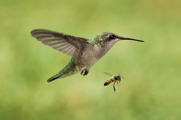 Vergleich der Größen von Kolibris und Bienen