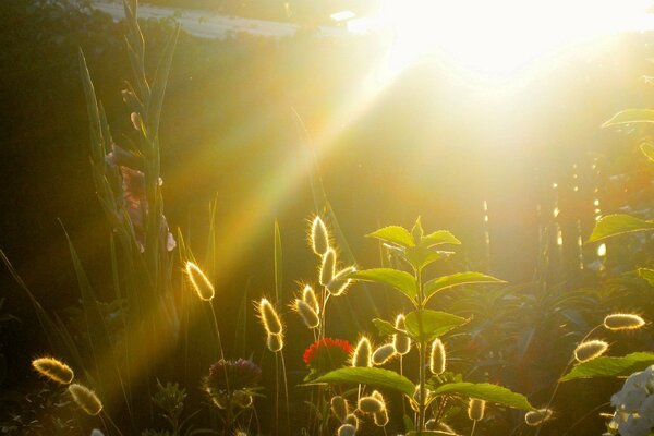 The garden in the evening rays of the sun