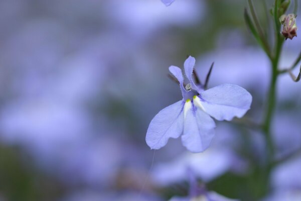 Petite fleur bleue avec trois pétales