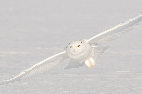 Flug einer weißen Eule vor dem Hintergrund eines schneebedeckten Landes