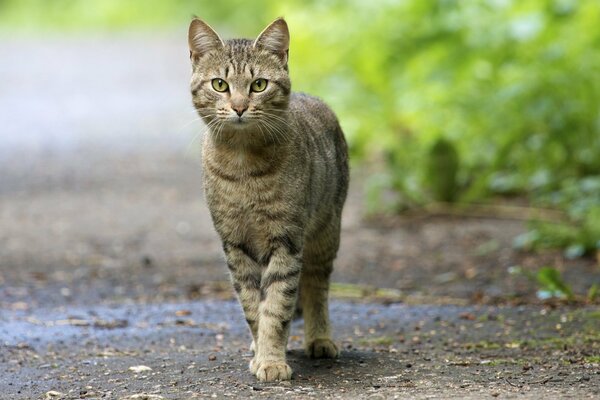 Statnpya un chat sur une promenade cherche quelque chose