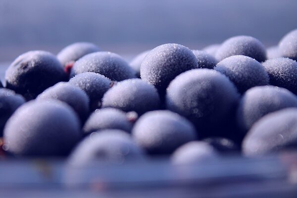 Blueberry berries covered with frost