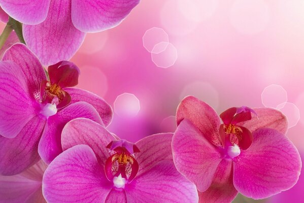 Beautiful orchids on a pink background