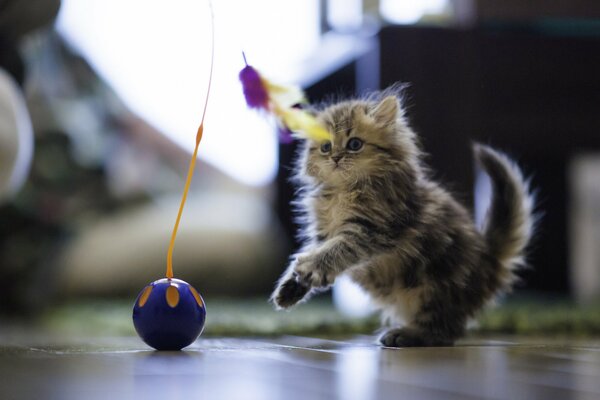 Daisy joue sur le sol avec une boule et des plumes