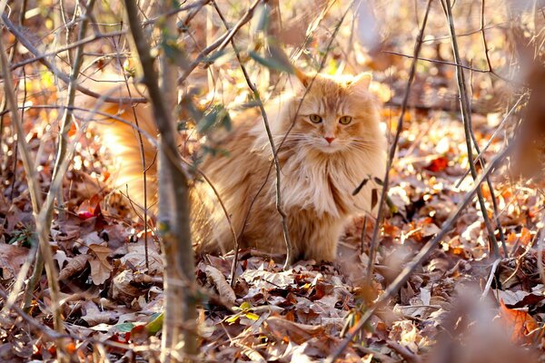 Rothaarige pelzige Katze geht auf trockenen Blättern spazieren