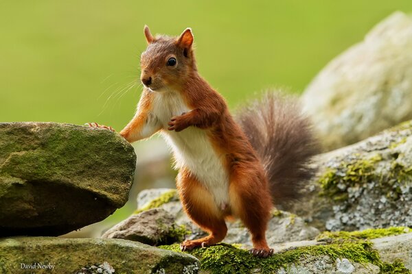 Red squirrel in rocks on a green background