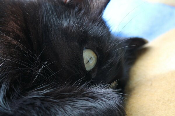 The sleeping black cat heard something through a dream
