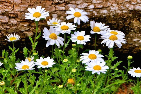 Belles marguerites qui poussent dans la forêt