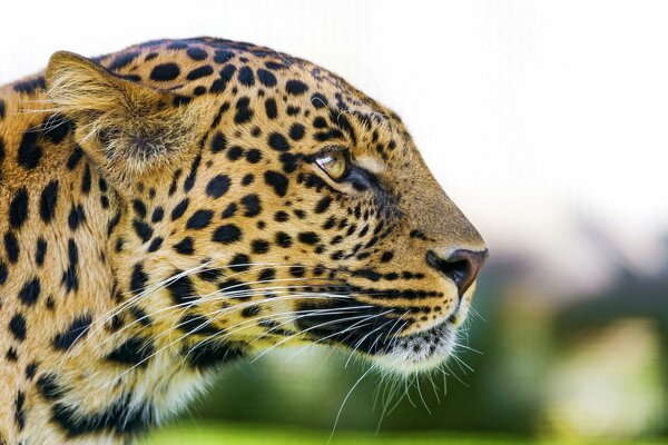 Profilo di un muso di leopardo predatore con uno sguardo in lontananza