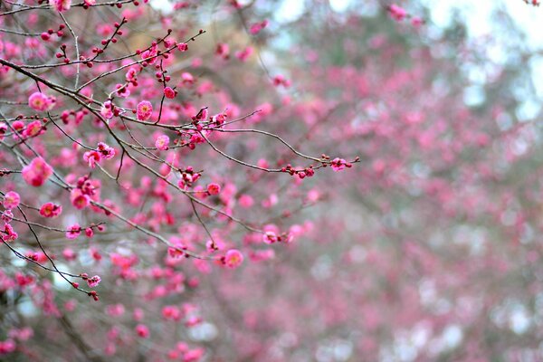 Flowering apricot branches in Japan