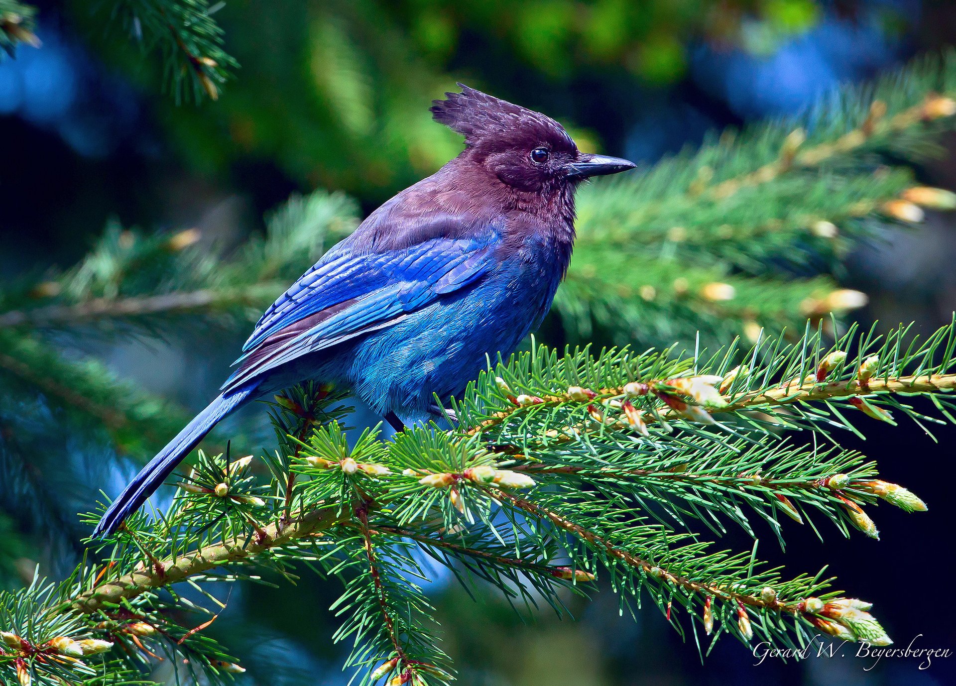 vogel eichelhäher blau lila federn baum