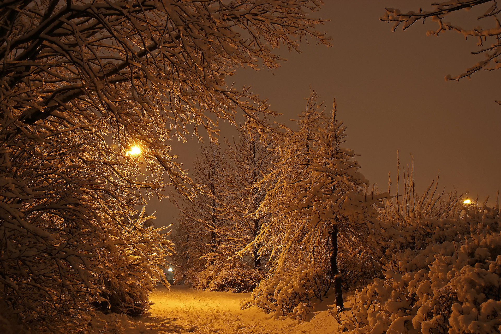 reykjavik islandia invierno luces luz nieve parque noche bosque