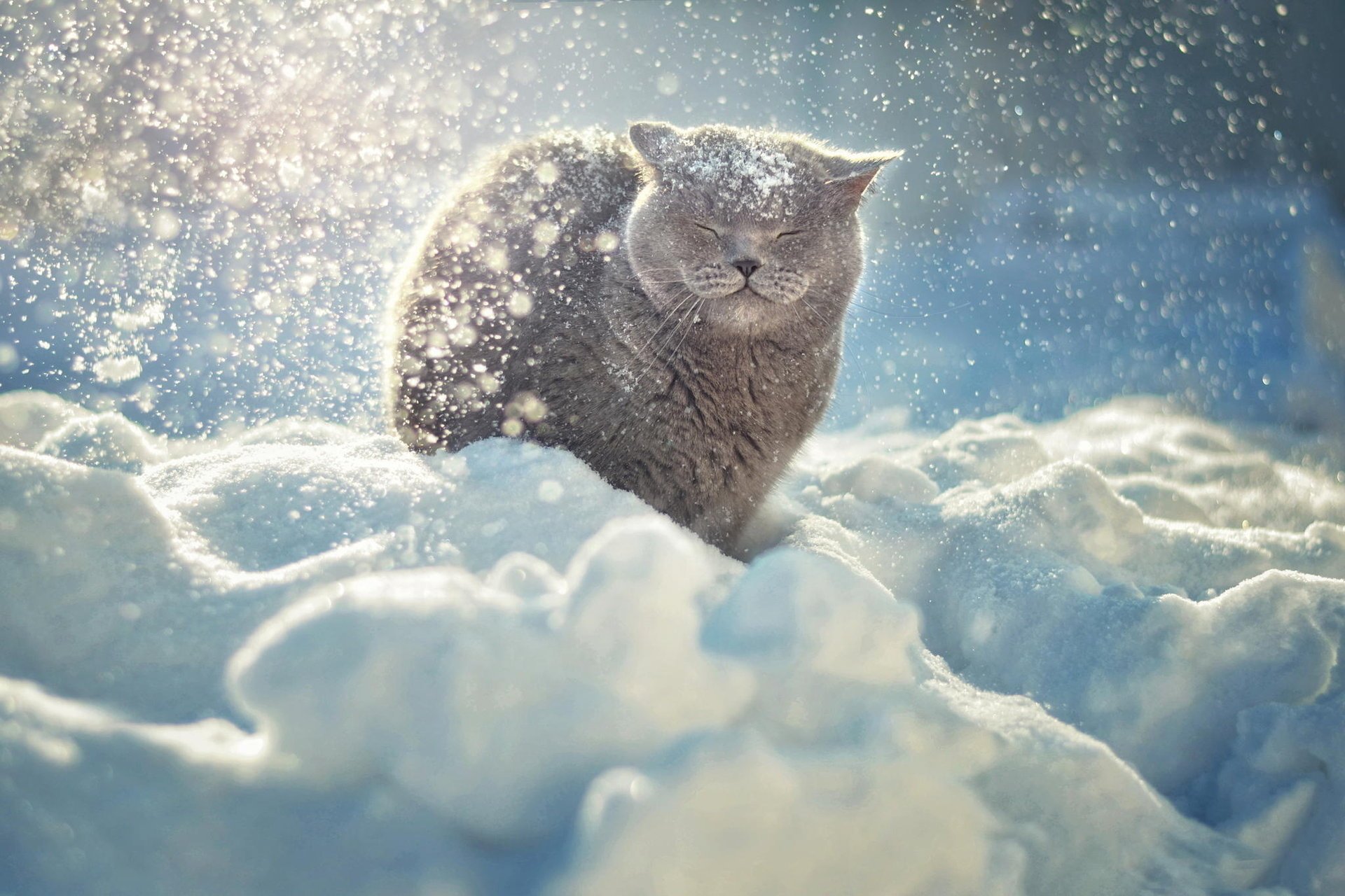 gato nieve animales invierno gato sol