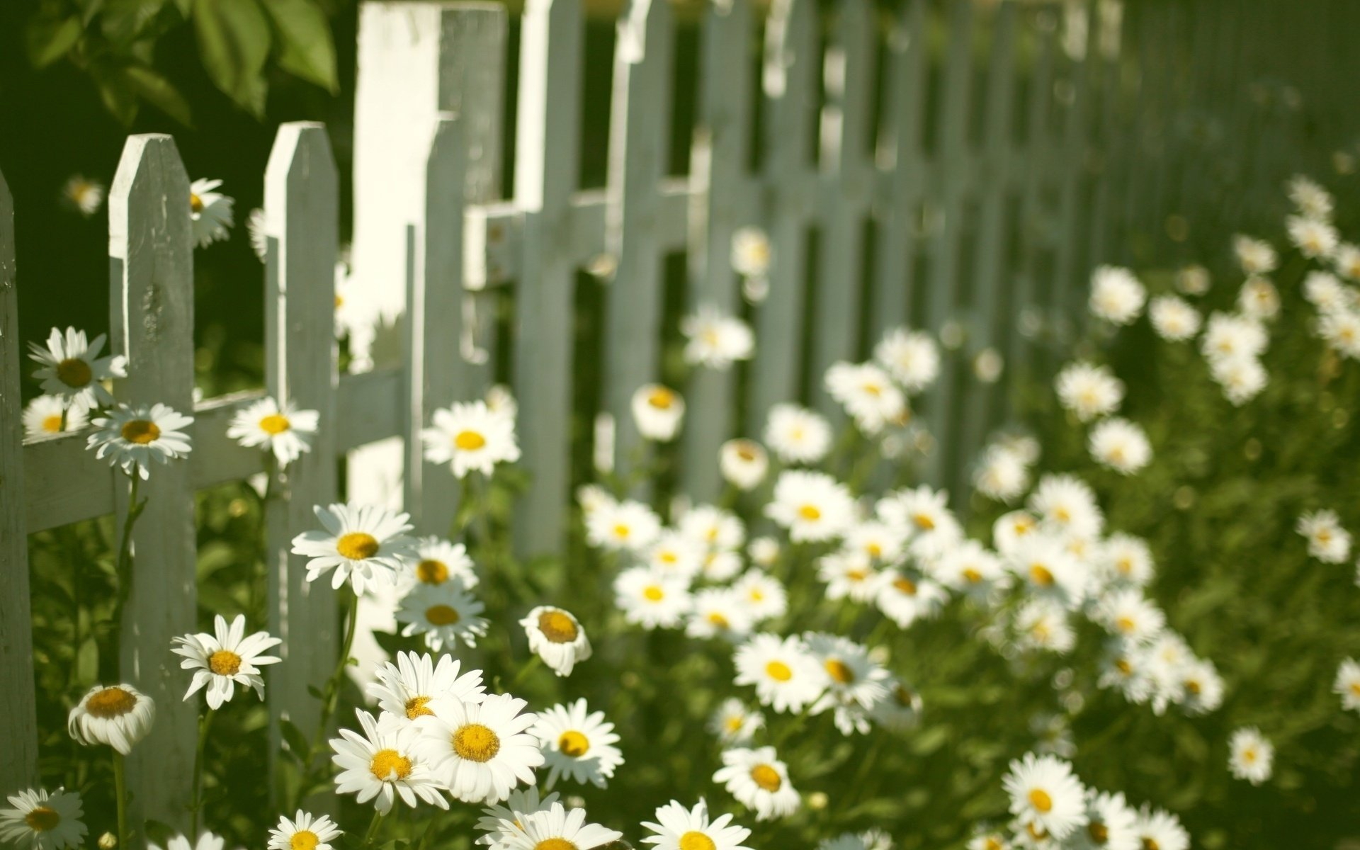 humeur fleurs fleurs marguerites fleur